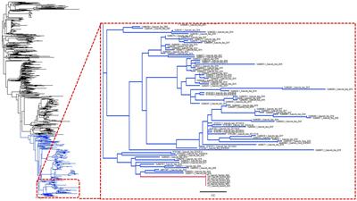 First detection and molecular characterization of porcine reproductive and respiratory syndrome virus in Namibia, Africa